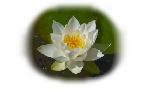 water lily